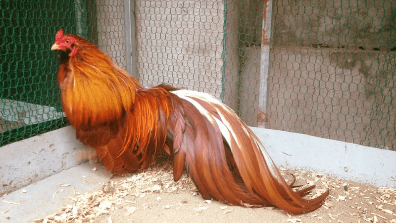 Giống gà khét có bộ lông siêu đẹp - độc - lạ 