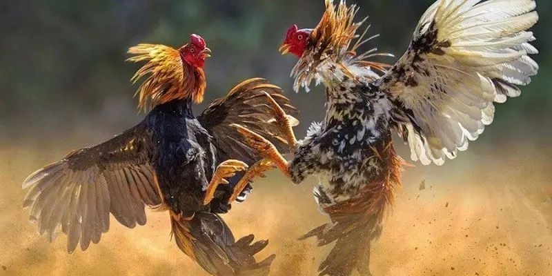 Kinh Nghiệm Cá Cược Đá Gà Đổi Thưởng An Toàn Và Hiệu Quả