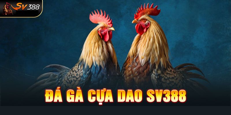 Đá Gà Cựa Dao SV388: Toàn Cảnh Luật Chơi Và Kinh Nghiệm