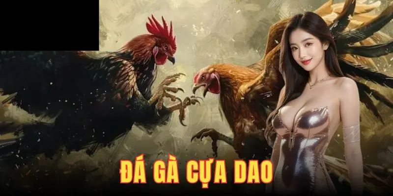 Luật chơi và cách thức thi đấu đá gà cựa dao