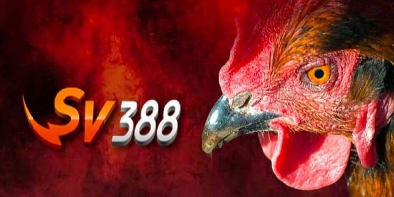 Vì sao đá gà cựa dao thu hút anh em trên SV388?