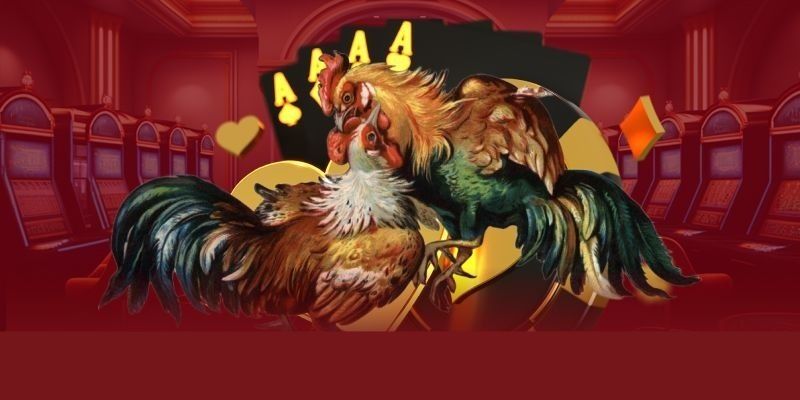 Đá Gà Cựa Sắt – Toàn Cảnh Trận Đấu Kịch Tính Cho Anh Em