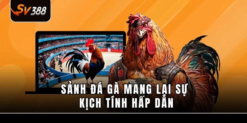 Đá Gà Cựa Sắt – Toàn Cảnh Trận Đấu Kịch Tính Cho Anh Em