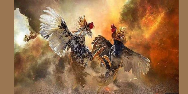 Kinh nghiệm theo dõi đá gà cựa sắt hiệu quả