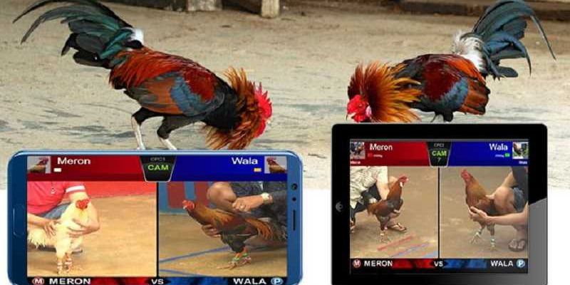 Lựa chọn nền tảng đá gà online uy tín