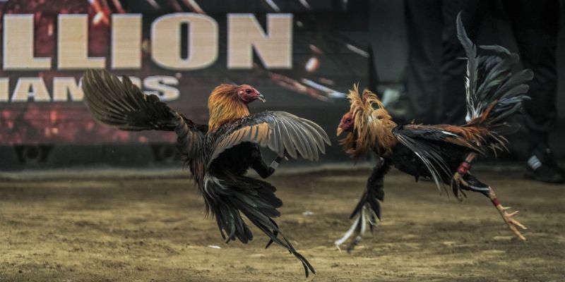 Tổng quan về đá gà online hiện nay