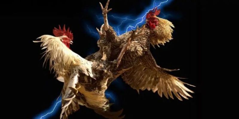 Đá Gà Online – Toàn Cảnh Xu Hướng Giải Trí Của Anh Em