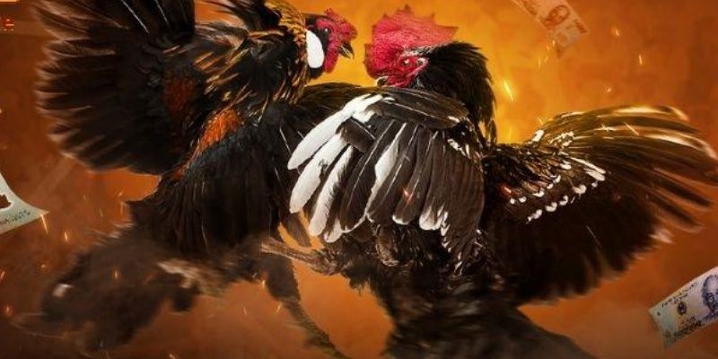 Đá gà online Việt Nam và kinh nghiệm theo dõi hiệu quả