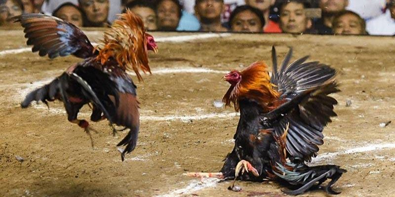 Vì sao đá gà online phù hợp với anh em