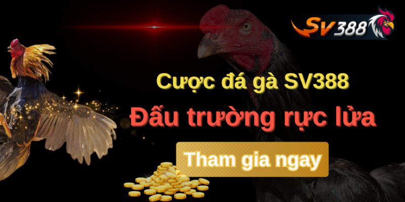 Kinh nghiệm tham gia Đá gà SV388 hiệu quả