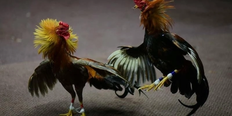 Các hình thức thi đấu phổ biến tại đá gà Thomo