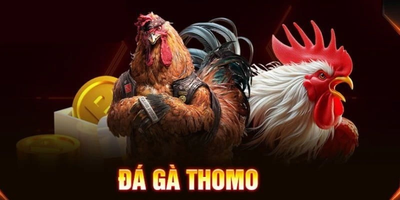 Đá Gà Thomo – Toàn Cảnh Sân Chơi Hấp Dẫn Cho Anh Em