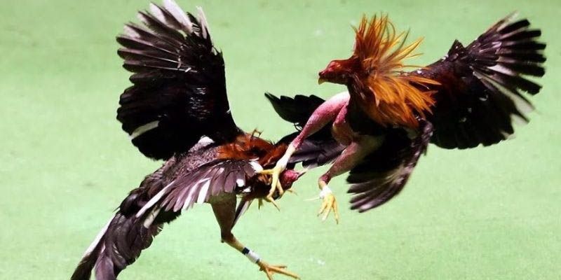 Kinh nghiệm theo dõi đá gà Thomo hiệu quả