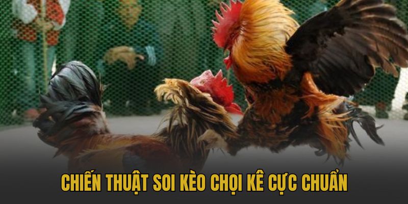 Các yếu tố quan trọng khi soi kèo đá gà Thomo