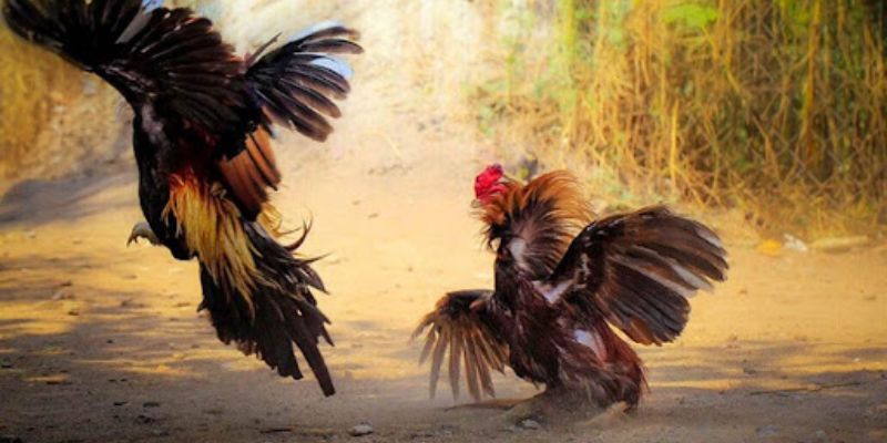 Kinh nghiệm soi kèo đá gà Thomo hiệu quả từ thực tế