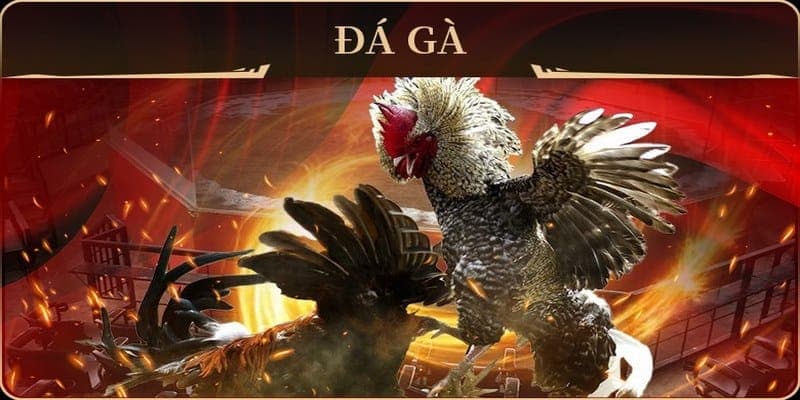 Vì sao anh em cần quan tâm đến trang đá gà uy tín?