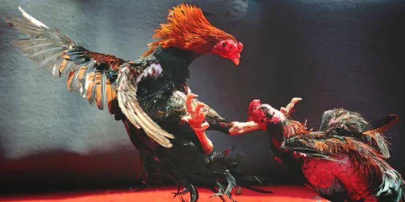 Lợi ích khi theo dõi trực tiếp đá gà C1 trên SV388