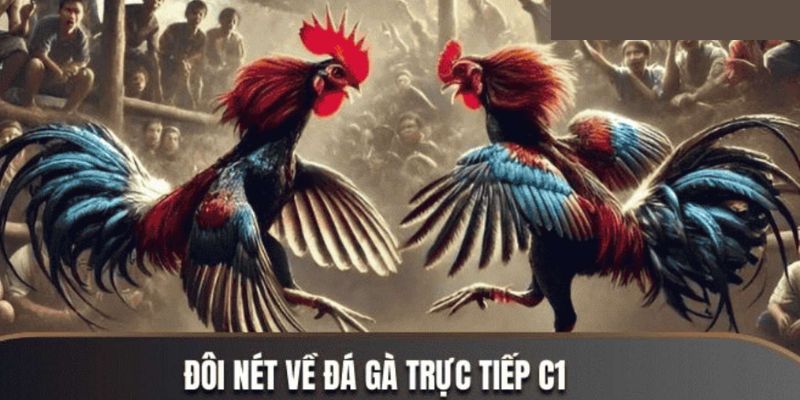 Trực Tiếp Đá Gà C1 – Trải Nghiệm Đỉnh Cao Cho Anh Em