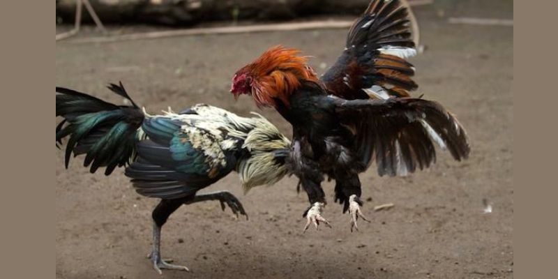 Đánh giá tổng quan về trực tiếp đá gà C1 hiện nay