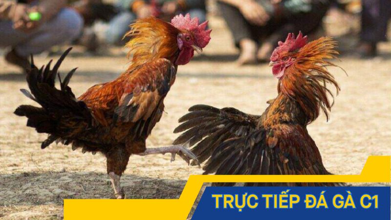 Trực tiếp đá gà C1 là gì và vì sao được ưa chuộng?