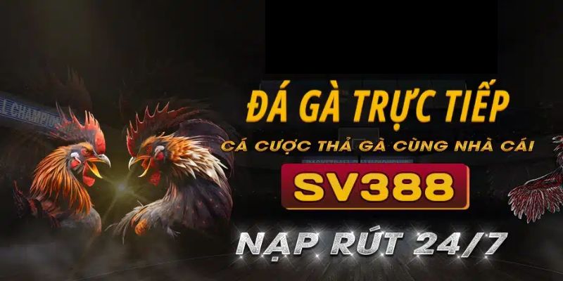 Xem Đá Gà Trực Tuyến – Trải Nghiệm Đỉnh Cao Cho Anh Em