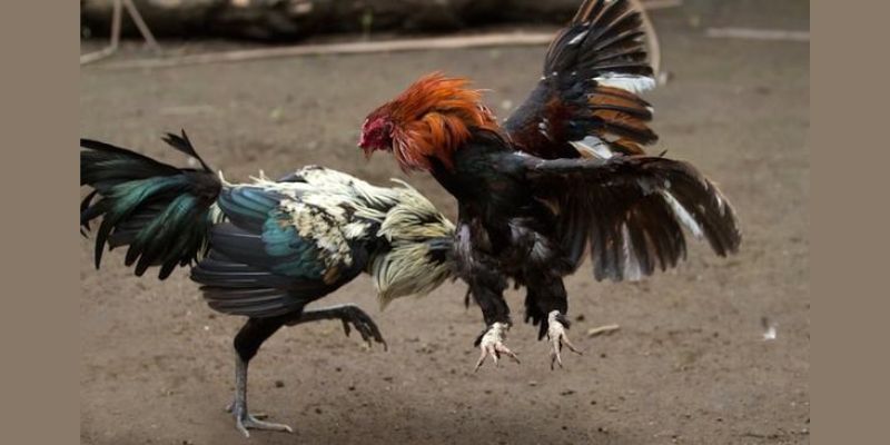 Lợi ích thực tế khi xem đá gà trực tuyến thường xuyên