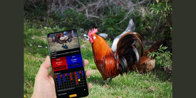 Cá cược đá gà đổi thưởng là gì?